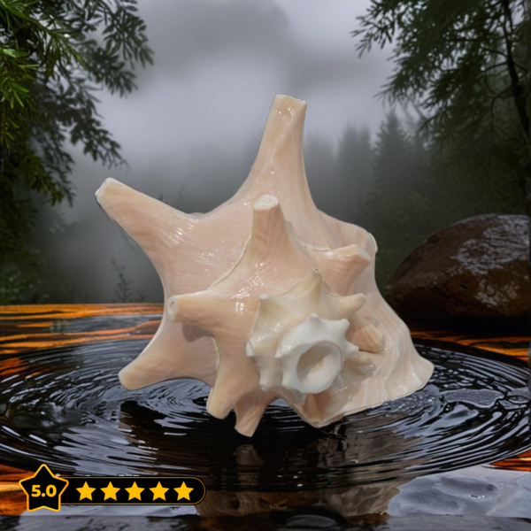 Pinkish-White Queen Conch Shankh – Handmade Natural Shankh for Spiritual Healing & Peace