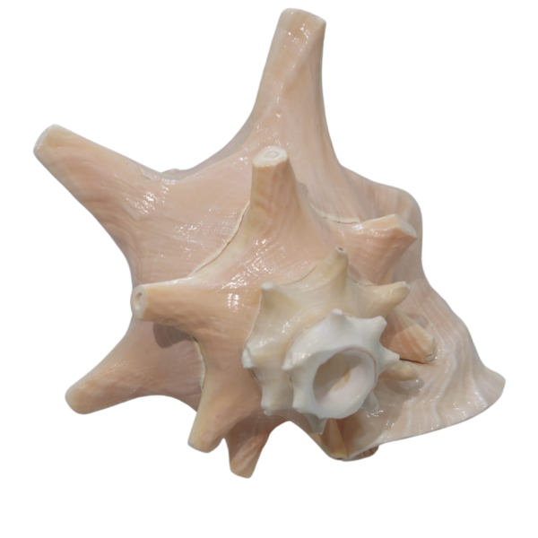 Varad Mudra Bhama Conch