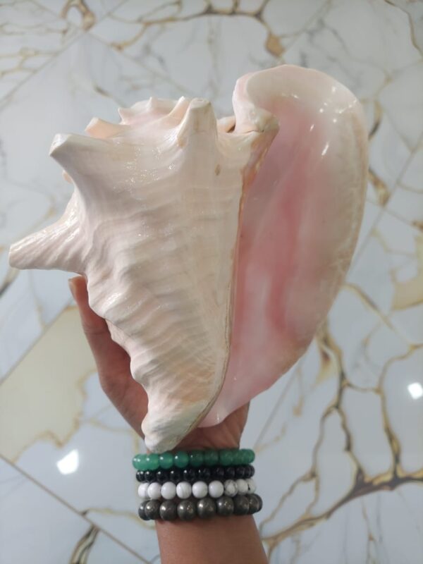 "Pinkish-White Queen Conch Shankh – Handmade Natural Shankh for Spiritual Healing & Peace"