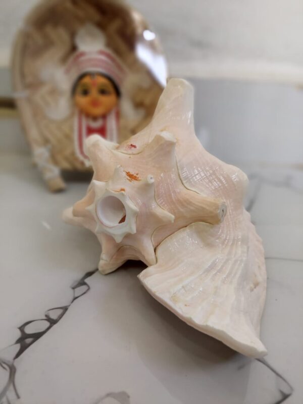 "Pinkish-White Queen Conch Shankh – Handmade Natural Shankh for Spiritual Healing & Peace"