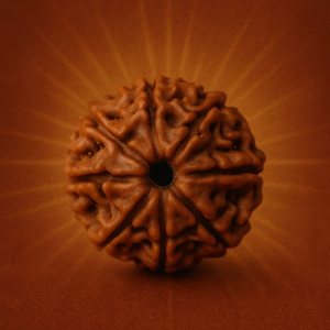 8 Mukhi Rudraksha