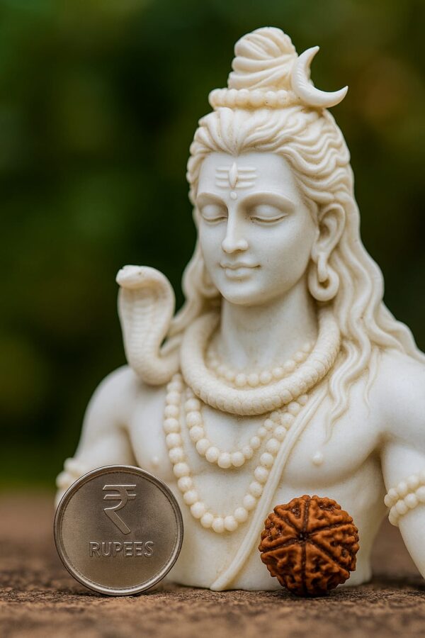 6 Mukhi Rudraksha